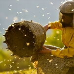 Honeyland couches an apocalyptic warning in a beekeeping documentary