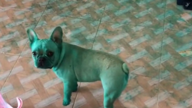 No, it's not your screen, these dogs are definitely green