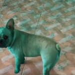 No, it's not your screen, these dogs are definitely green