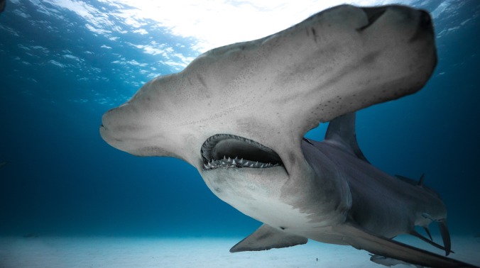 Discovery’s Shark Week begins in earnest with tonight’s triple feature