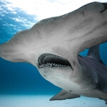 Discovery’s Shark Week begins in earnest with tonight’s triple feature