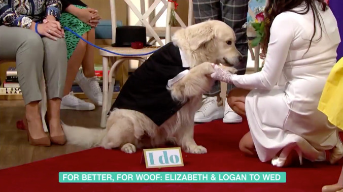 A woman married her dog on live TV, but it's fun and not creepy, we think?