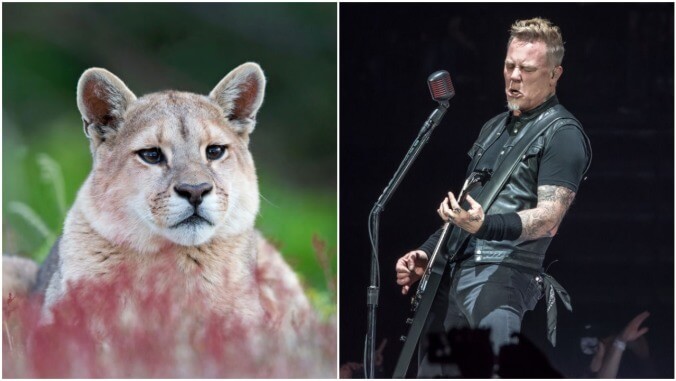 Woman proves that cougars, like your parents, can be repelled by the sound of Metallica