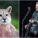 Woman proves that cougars, like your parents, can be repelled by the sound of Metallica