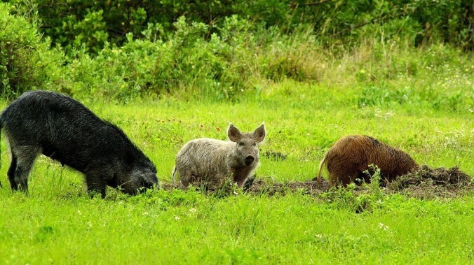 It's time to wake up to the clear and present danger of 30-50 feral hogs