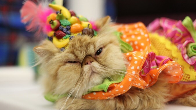 Have a flop and purr at this chronicle of the Algonquin Hotel's annual cat fashion show