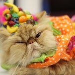 Have a flop and purr at this chronicle of the Algonquin Hotel's annual cat fashion show