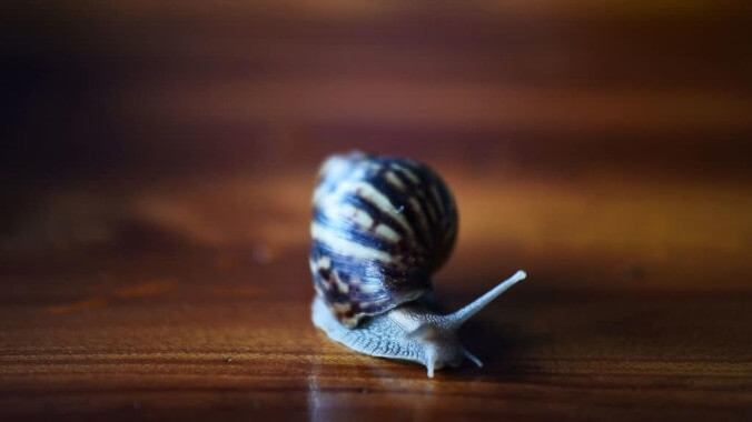 It is time to meet the "zombie snail," which is somehow even worse than it sounds