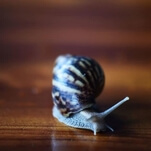 It is time to meet the "zombie snail," which is somehow even worse than it sounds