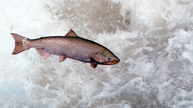 Behold, the salmon cannon