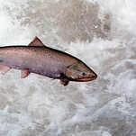 Behold, the salmon cannon