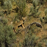 Good-hearted, foul-mouthed Chicago guy rescues a coyote pup