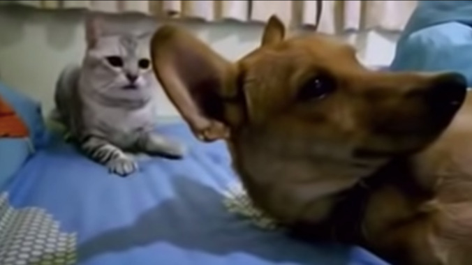 Who needs a live-action Lady And The Tramp when you've got this farting dog and pissed-off cat?