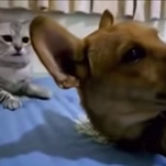 Who needs a live-action Lady And The Tramp when you've got this farting dog and pissed-off cat?