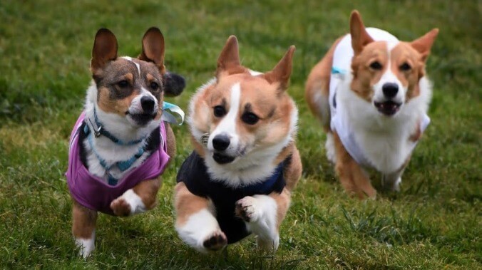 It's International Dog Day, which means it's time to watch a bunch of corgis run a corgi race