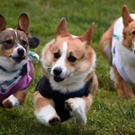 It's International Dog Day, which means it's time to watch a bunch of corgis run a corgi race