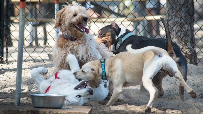 Read This: Rich people mad that dogs at dog park not following “no excessive barking” signs