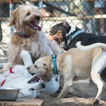 Read This: Rich people mad that dogs at dog park not following “no excessive barking” signs