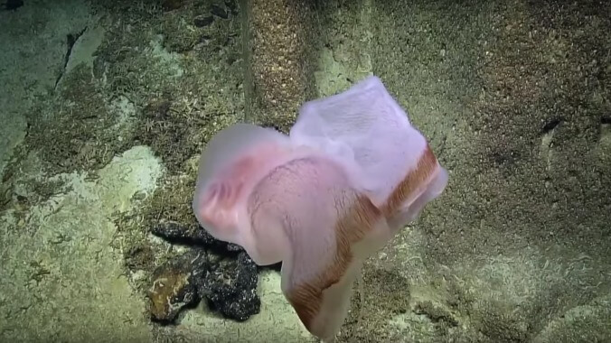 If the deep sea wasn't scary enough, here's video of a shapeshifting jellyfish