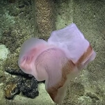 If the deep sea wasn't scary enough, here's video of a shapeshifting jellyfish