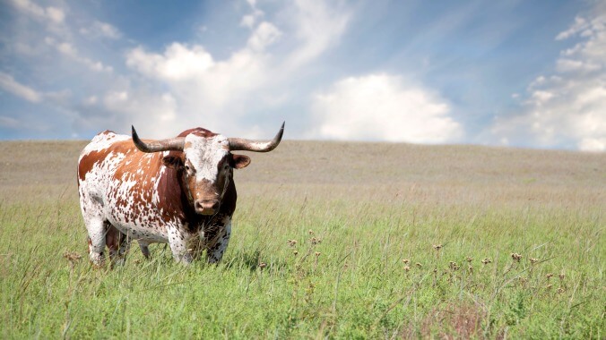 There was a flaming semen explosion at the bull fuck factory today