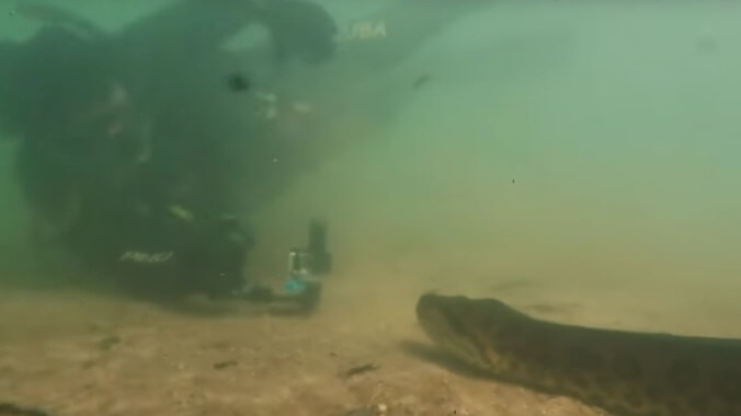 Divers test limits of giant anaconda's patience by repeatedly shoving video camera into its face