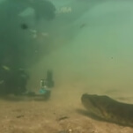 Divers test limits of giant anaconda's patience by repeatedly shoving video camera into its face