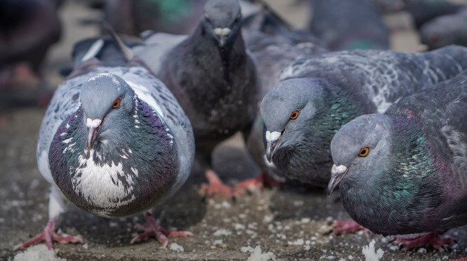 Pigeon poops on politician who is actively working to solve the pigeon poop problem