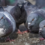 Pigeon poops on politician who is actively working to solve the pigeon poop problem