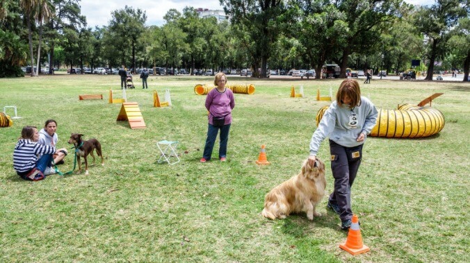 Welcome to Yiddish For Dogs, a program that...teaches Yiddish to dogs