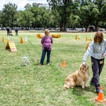 Welcome to Yiddish For Dogs, a program that...teaches Yiddish to dogs