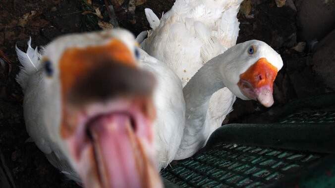 That damn Untitled Goose Game goose is wreaking havoc across the internet