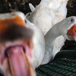 That damn Untitled Goose Game goose is wreaking havoc across the internet