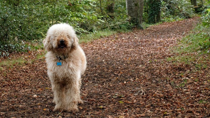The labradoodle's creator says he "opened a Pandora box and released a Frankenstein monster"