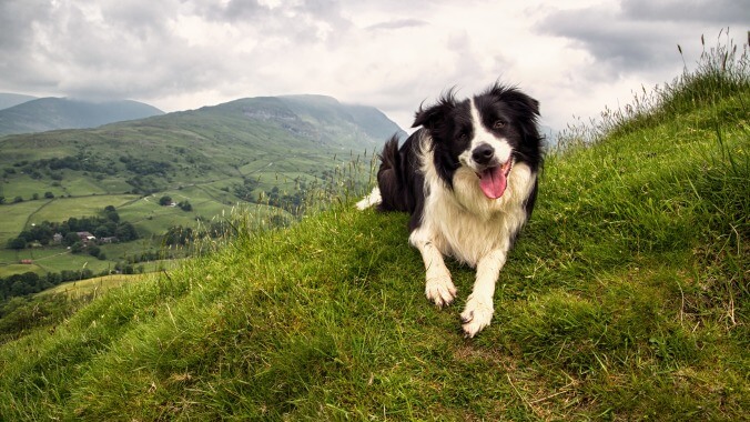 Woman quits job to spend 57 days searching for lost border collie, and finds her