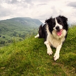 Woman quits job to spend 57 days searching for lost border collie, and finds her