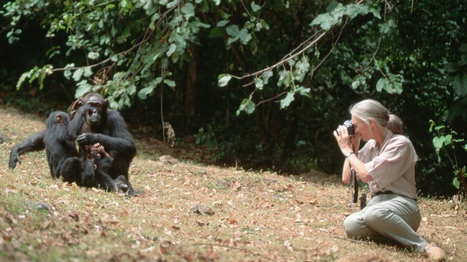 Some apes Jane Goodall studied fought a years-long war