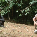 Some apes Jane Goodall studied fought a years-long war