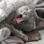 Horny cat needs glucose drip after sordid, prolific evening of cat sex