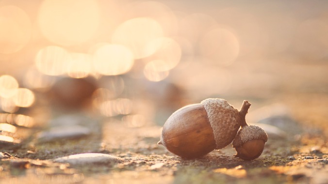 Today in feel-good stories: An acorn, a mall, and a lost-and-found