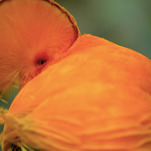 A floofy little birdy shoots sex eyes at the camera in the trailer for Netflix’s Dancing With The Birds