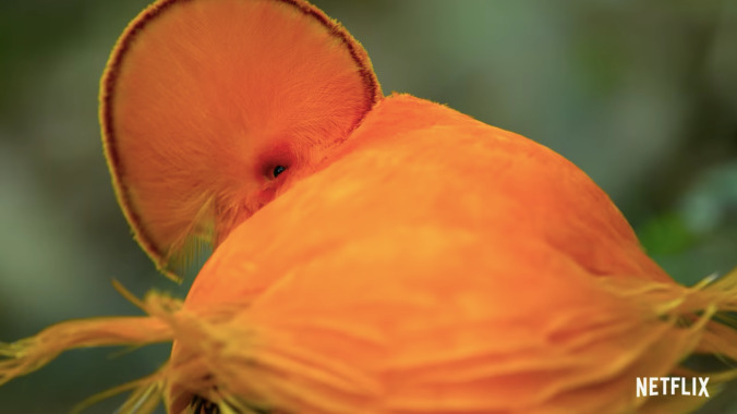 A floofy little birdy shoots sex eyes at the camera in the trailer for Netflix’s Dancing With The Birds