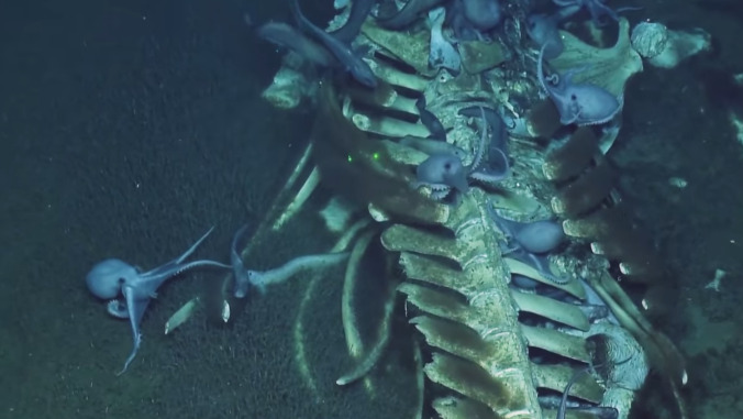 Scientists just loving this dead whale being devoured by an octopus swarm