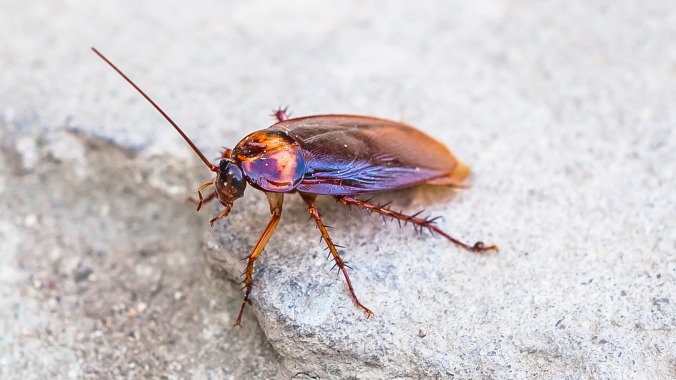 Cockroach with cigarette sure to fuel at least a few new Tom Waits songs