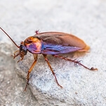 Cockroach with cigarette sure to fuel at least a few new Tom Waits songs