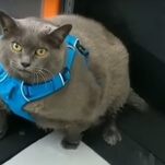 The internet is rallying behind an obese cat named Cinderblock