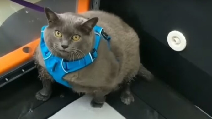 The internet is rallying behind an obese cat named Cinderblock