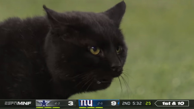 Trump's probably jealous of the cheers this cat got after crashing last night's Cowboys-Giants game