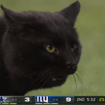 Trump's probably jealous of the cheers this cat got after crashing last night's Cowboys-Giants game