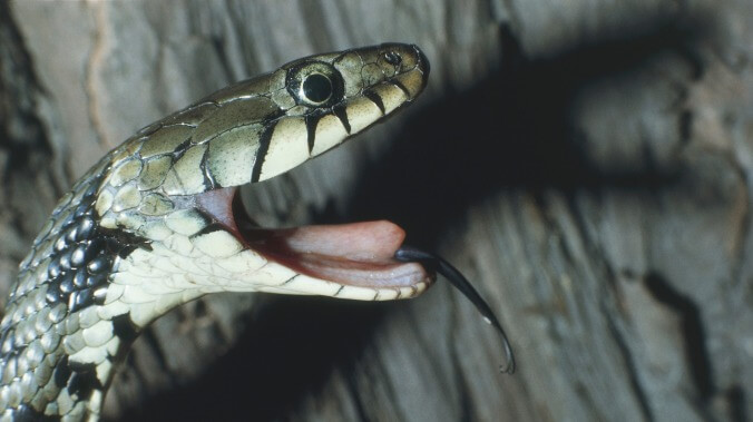 Rapper gets too close to snake, snake-based consequences ensue